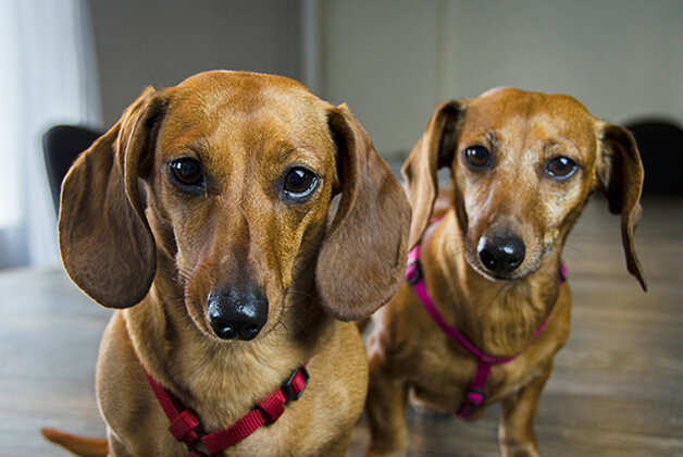 Hailey and Bella looking at camera